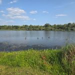 Calm lake with ducks swimming under a bright blue, cloudy sky.
