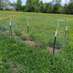 Yellow wildflowers stretch across a grassy field with fencing in the foreground.