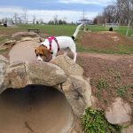 Dog standing on large rock structure above a tunnel entrance in an outdoor park setting.