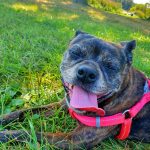 Happy dog resting in green grass outdoors on a sunny day.