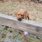 Golden retriever resting on a weathered wooden beam outdoors.