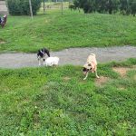 Dogs playing in a grassy field with trees and a dirt path in the background.