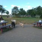Three dogs walk on a paved path in a grassy park area under a blue sky.