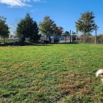 Dog in foreground of a grassy field with people and livestock near a fenced enclosure under blue sky.