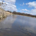 Reeds line the edge of a wide, calm river under a partly cloudy blue sky.