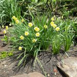 Yellow daffodils bloom among lush green foliage in a garden setting.