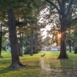 Deer graze in a sunlit park with large trees framing the view.