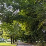 Tree-lined road receding into the distance under a canopy of green foliage.