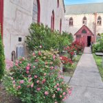Stone church exterior with tall evergreen, blooming roses, and old gravestones in the foreground.