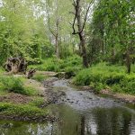 Stream flowing through a lush, green forest with dense trees and undergrowth.