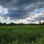 Overcast sky above a vast green field of tall grasses and distant trees.