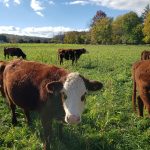 Brown cows graze in a sunny, green pasture with trees in the background.