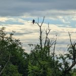 Bird perched on a dead tree branch against a cloudy sky above green trees.