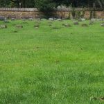 Graveyard with scattered headstones in a grassy, green field under an overcast sky.
