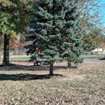 Evergreen tree stands in a grassy park area with autumn trees and blue sky.