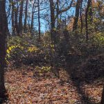 Autumn forest floor covered in fallen brown and orange leaves under a blue sky.