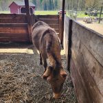 Brown hog standing in a dirt pen with wooden fencing and farmyard background.