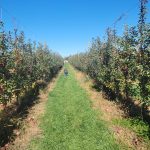Green grassy path runs through an orchard of fruit-laden trees under a clear blue sky.