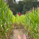 Cornfield path with a "5" speed limit sign, surrounded by tall green stalks under an overcast sky.