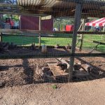 Chickens roam in a fenced outdoor coop area under a roof structure.