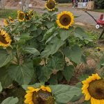 Sunflowers blooming in a field with hay bales and tents in the background.