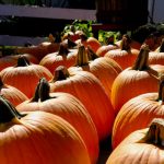 Harvest of bright orange pumpkins piled outdoors, ready for autumn display.