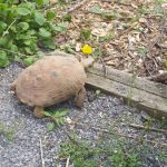 Tortoise on gravel path near wooden planks and dry foliage.