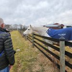 White horse with blue blanket stands near a wooden fence on a cloudy day.