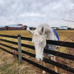 White horse grazing in a fenced pasture under an overcast sky with farm buildings in the distance.