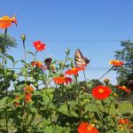 Vibrant orange and red flowers bloom in a sunny garden with butterflies flying among them.