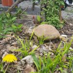 Turtle resting on dry ground amidst green foliage and fallen leaves.