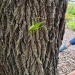 Green praying mantis camouflaged on the rough, textured bark of a large tree trunk.