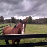 Brown horse stands by a fence in a green pasture under an overcast sky.