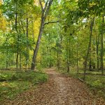 Autumn woodland path winding through trees with green and yellow foliage.
