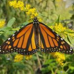 Monarch butterfly resting on bright yellow wildflowers in a sunny garden setting.