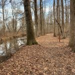 Autumn woodland path with fallen leaves beside a small, slow-moving creek.