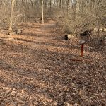 Forest path covered in brown fallen leaves with a small wooden marker on the right.