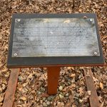 Informational sign about Taper Ferns displayed outdoors among dry leaves and brush.