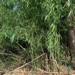 Lush green bamboo stalks growing densely beside a large tree trunk.