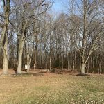 Bare trees in a wooded park area with an open grassy foreground.