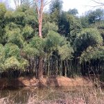 Dense bamboo forest lining a murky waterway under bright daylight.