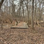 Wooden boardwalk through a leafless, wooded area in late autumn or winter.