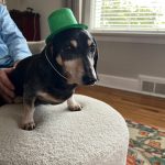 Black and tan dog wearing a green top hat sits on a light-colored ottoman indoors.