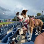 Dog wearing a pink harness sits in stadium bleachers under an overcast sky.