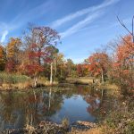 Autumn trees reflect in a calm pond under a bright blue, cloudy sky.