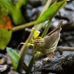 Small brown bird perched on a dark rock amidst lush green foliage.