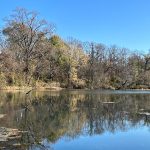 Calm lake reflecting trees under a clear blue sky, with a bird in flight.