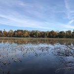 Autumn trees line a calm, reflective pond covered with lily pads under a blue sky.