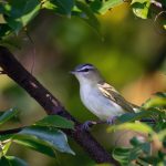 Small songbird perched on a dark branch amidst lush green foliage.
