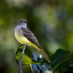 Small gray and yellow bird perched on a dark branch among green foliage.